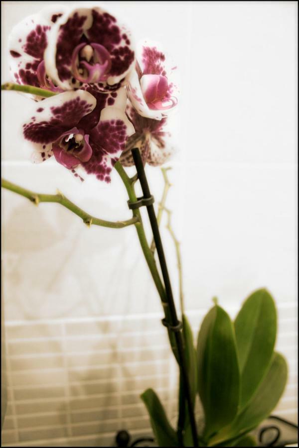 Casa Vacanze Enjoy Pirano ภายนอก รูปภาพ